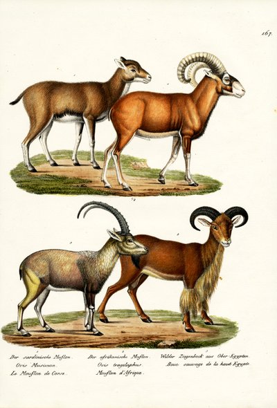 Mouflon by Karl Joseph Brodtmann